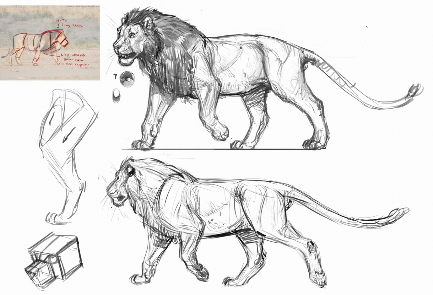 Animal Art and Demos  Animal drawings, Lion sketch, Cat anatomy