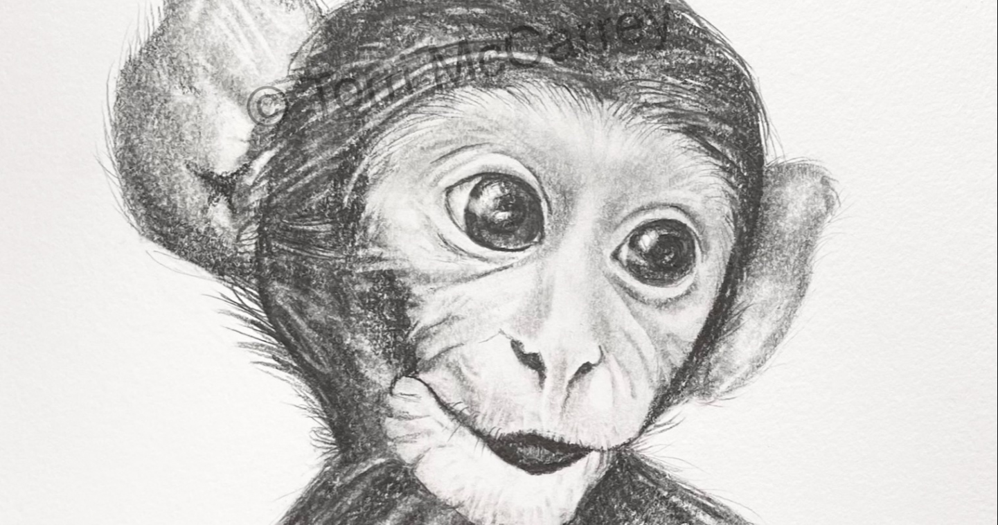 Animal Art: Baby Monkey Sketch