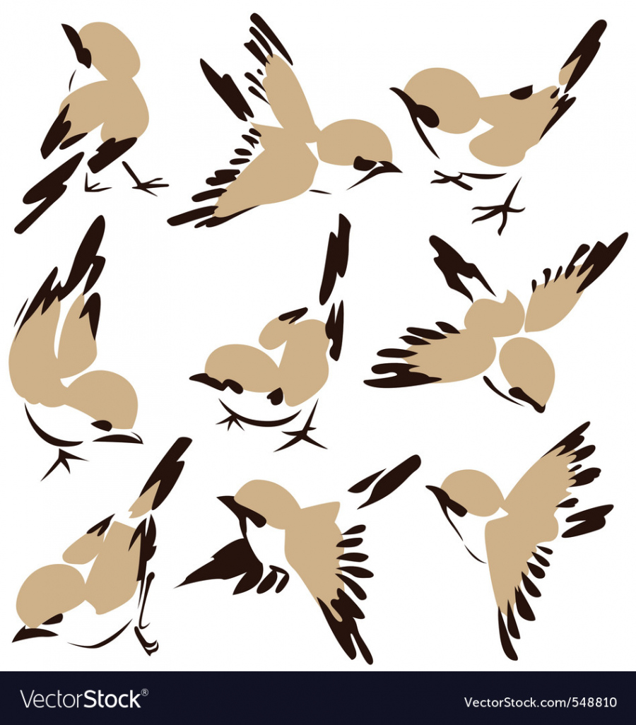 Bird drawing Royalty Free Vector Image - VectorStock