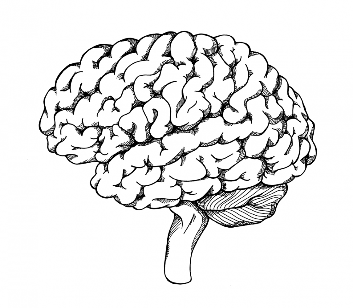 Brain Ink Drawing – Soph