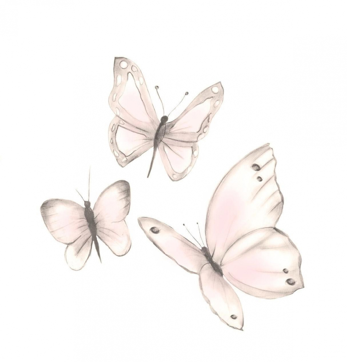 Butterfly Drawing Reference and Sketches for Artists