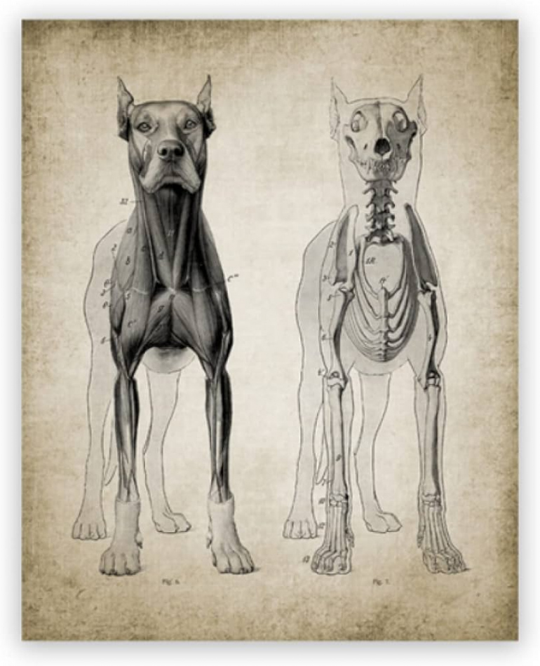 BXCBXDBXCD Dog Anatomy Poster Vintage Veterinary Student Gifts