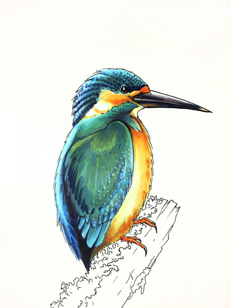 Coloring a kingfisher bird  Copic marker art, Marker art, Marker