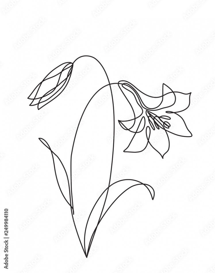 continuous line drawing of flower Stock-Illustration  Adobe Stock