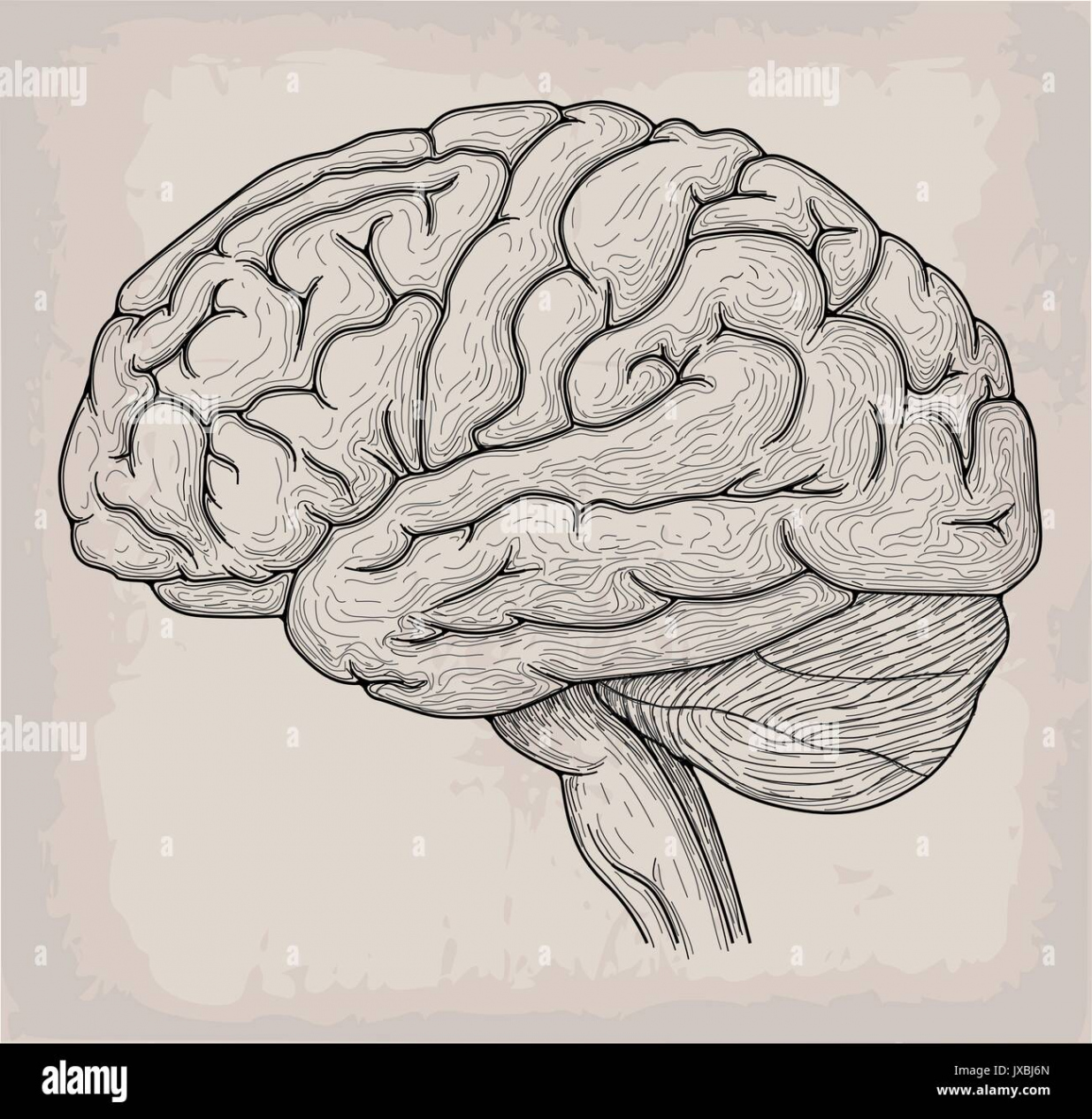 Detailed brain drawing hi-res stock photography and images - Alamy