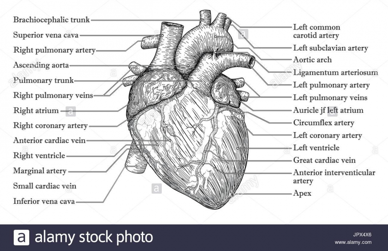 Download this stock vector: Anatomical Human heart hand drawn