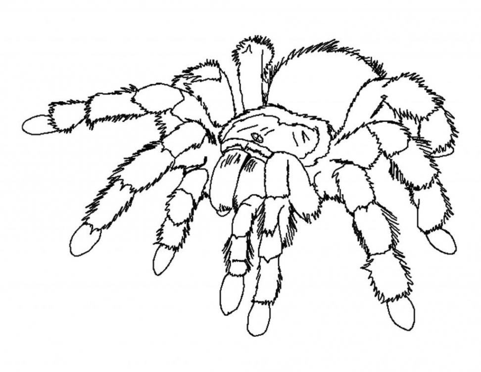 Free Printable Spider Coloring Pages For Kids  Spider coloring