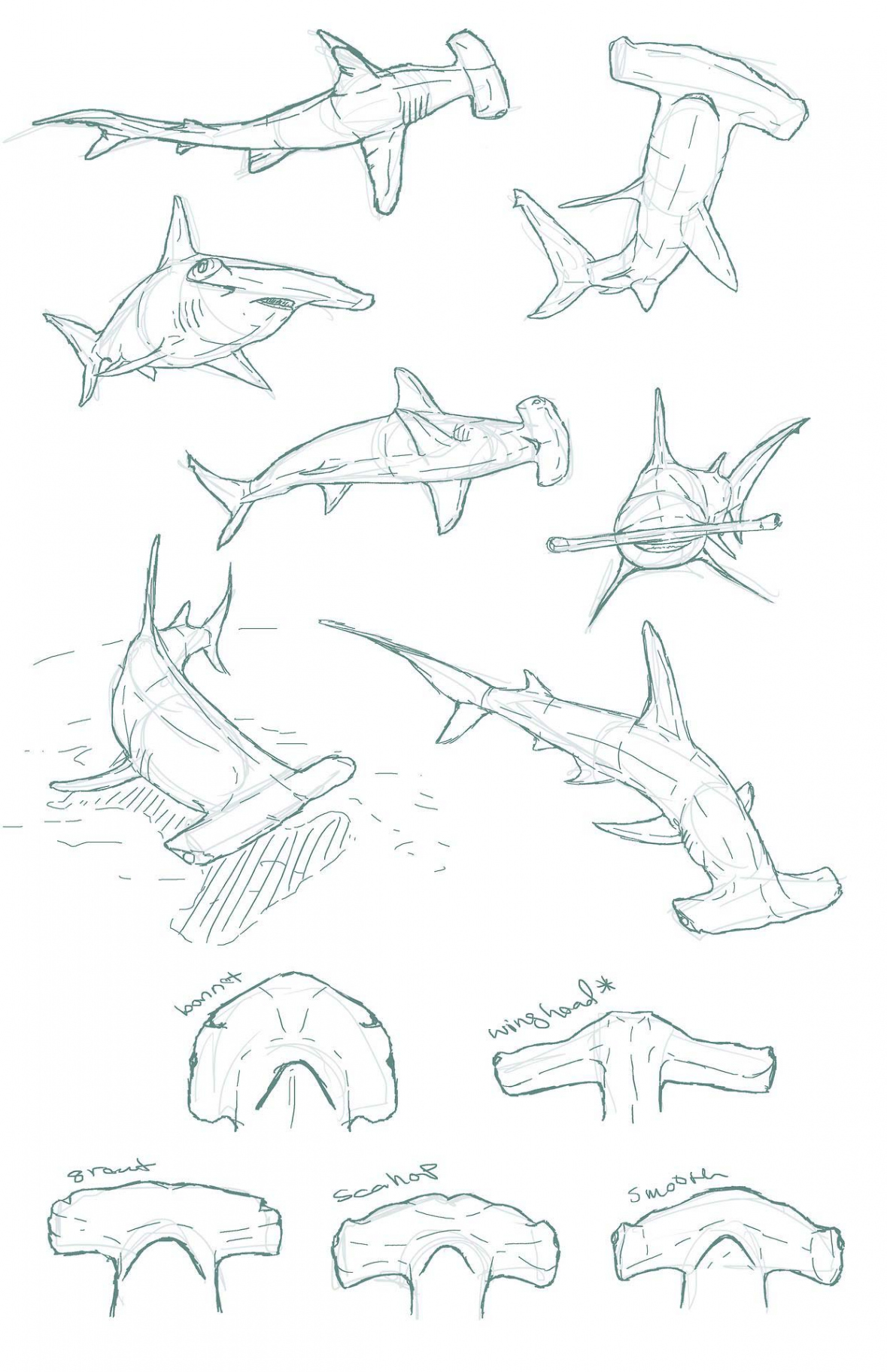 Hammerhead shark Drawing Reference and Sketches for Artists