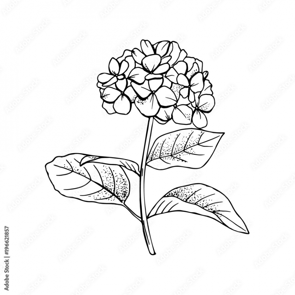 Hand-drawn hydrangea flower drawing line-art