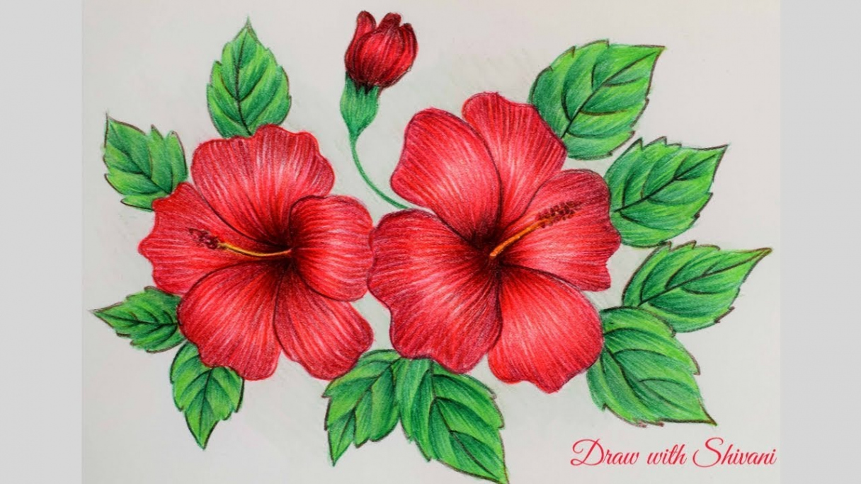 Hibiscus Sketching using Pencil Colors/ How to draw Hibiscus Flower