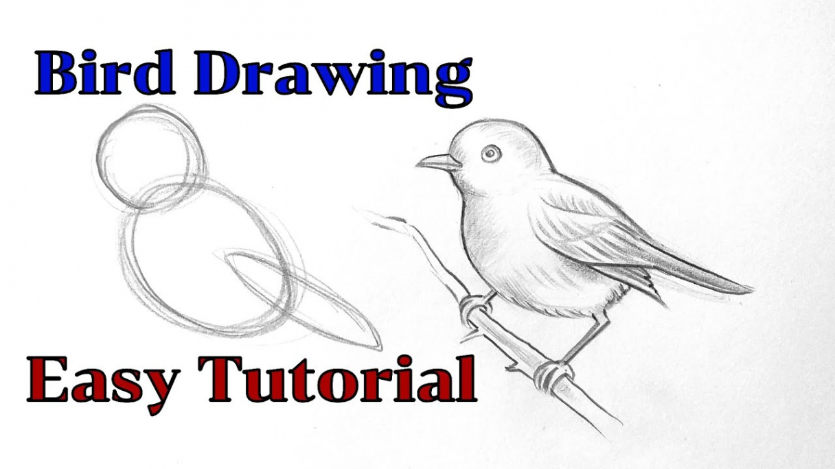 How to draw a bird drawing easy step by step Basic drawing lessons for  beginners pencil drawings