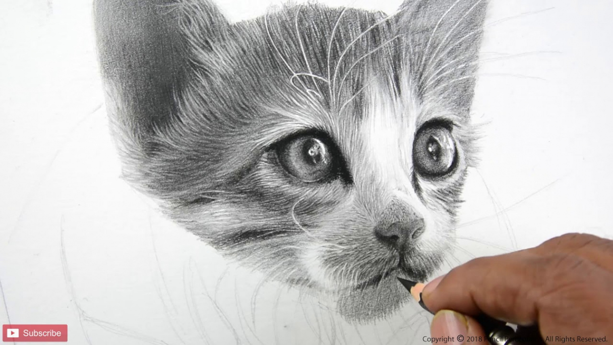 HOW TO DRAW A CAT  REALISTIC CAT  + HOURS TIMELAPSE  PORTRAIT SKETCH  OF A CAT