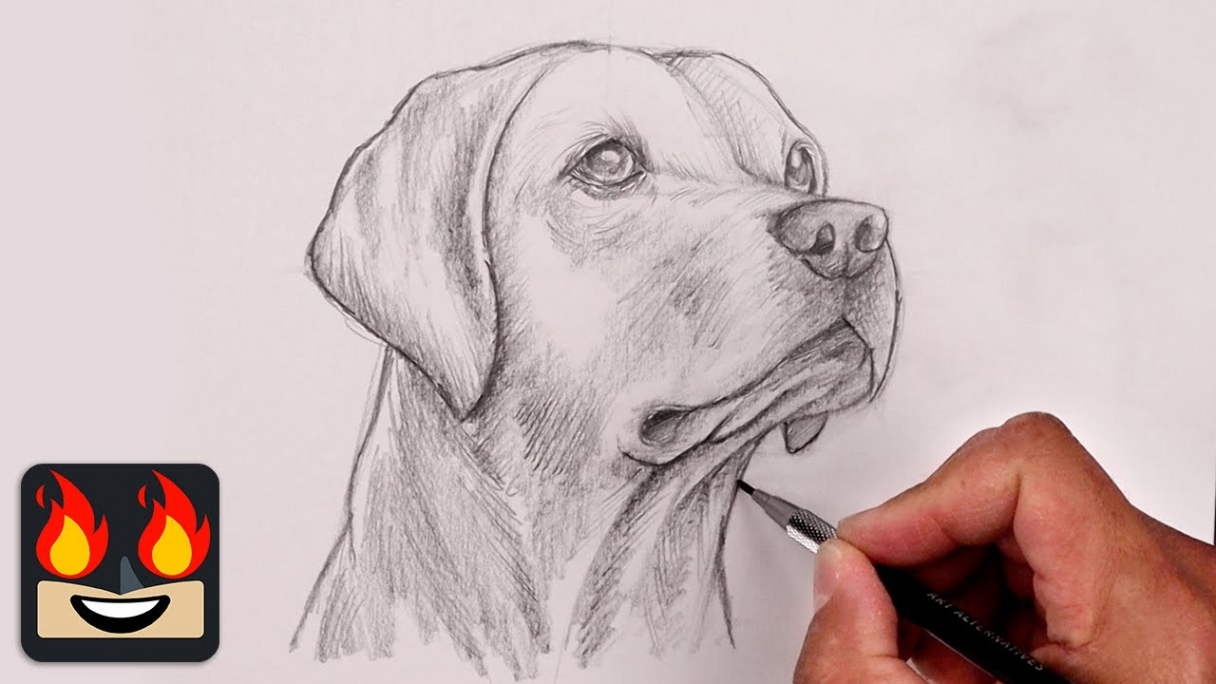 How To Draw a DOG  YELLOW LAB Sketch Tutorial