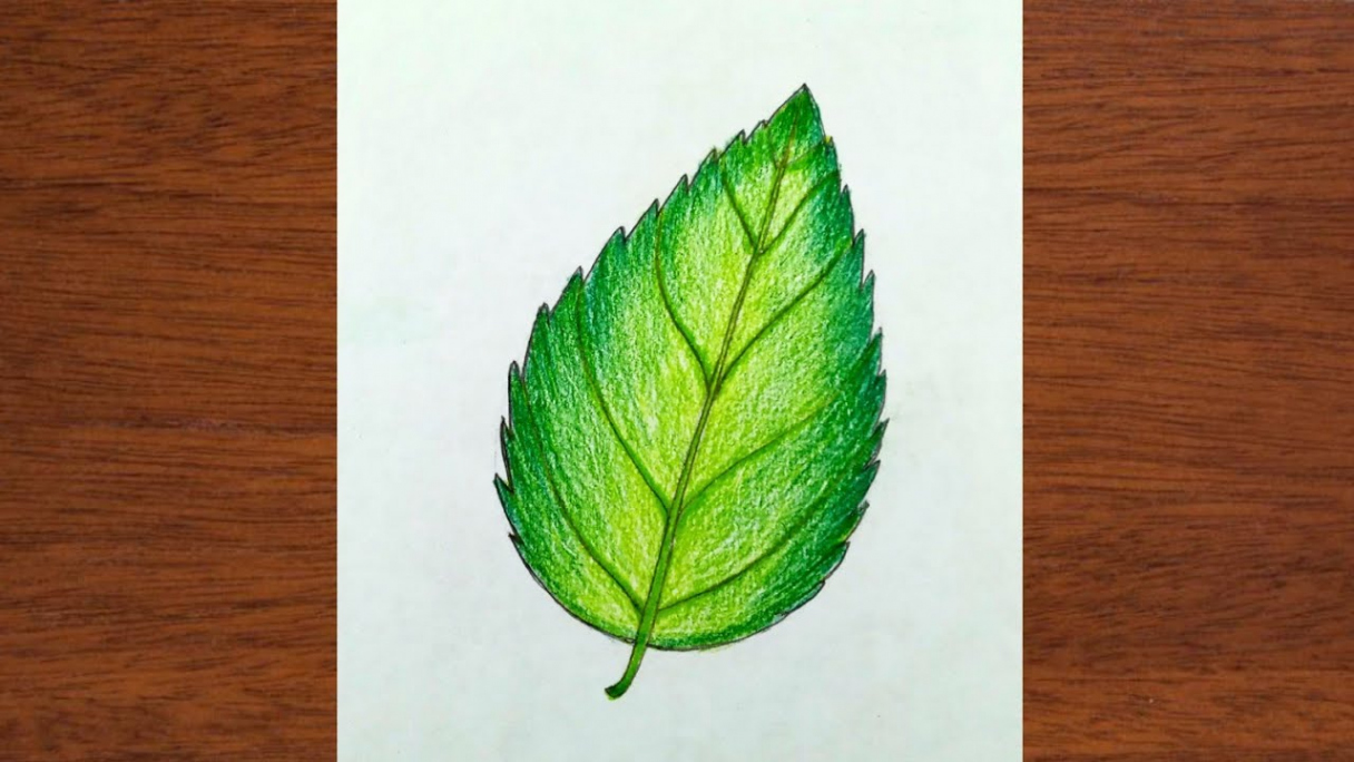 How to draw a Leaf  easy Leaf drawing  beautiful Leaf drawing  step by  step by iqra easy draw