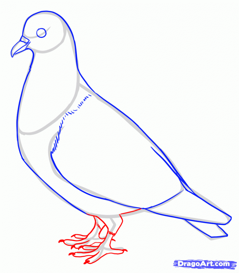 How to draw a pigeon  Bird drawings, Bird art, Birds painting