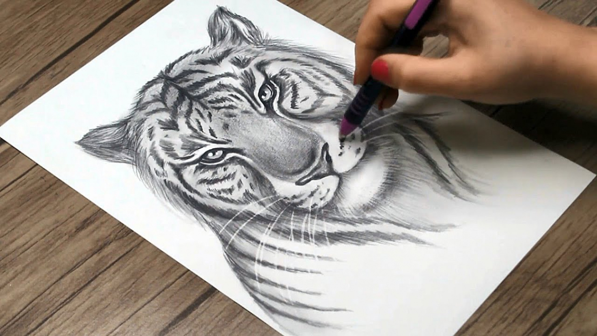 How to Draw a Realistic Tiger Head  Tiger Face Drawing Step by Step