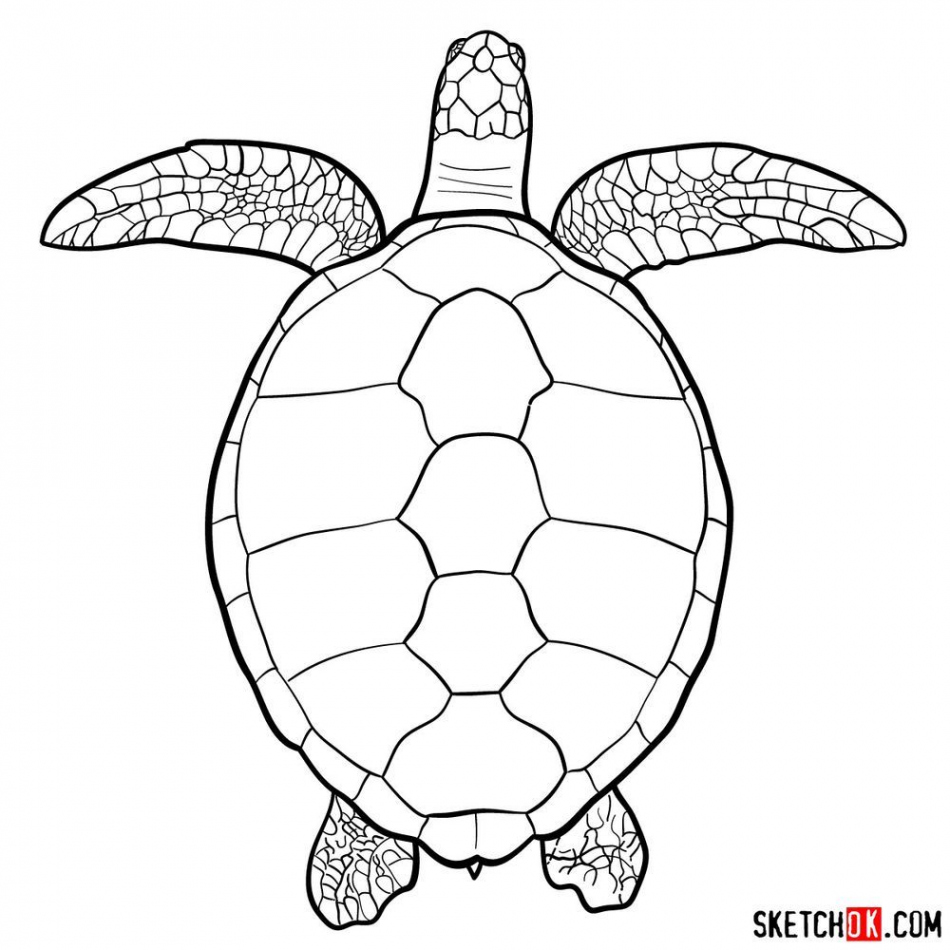 How to draw a Sea Turtle (view from the top)  Turtle drawing, Sea