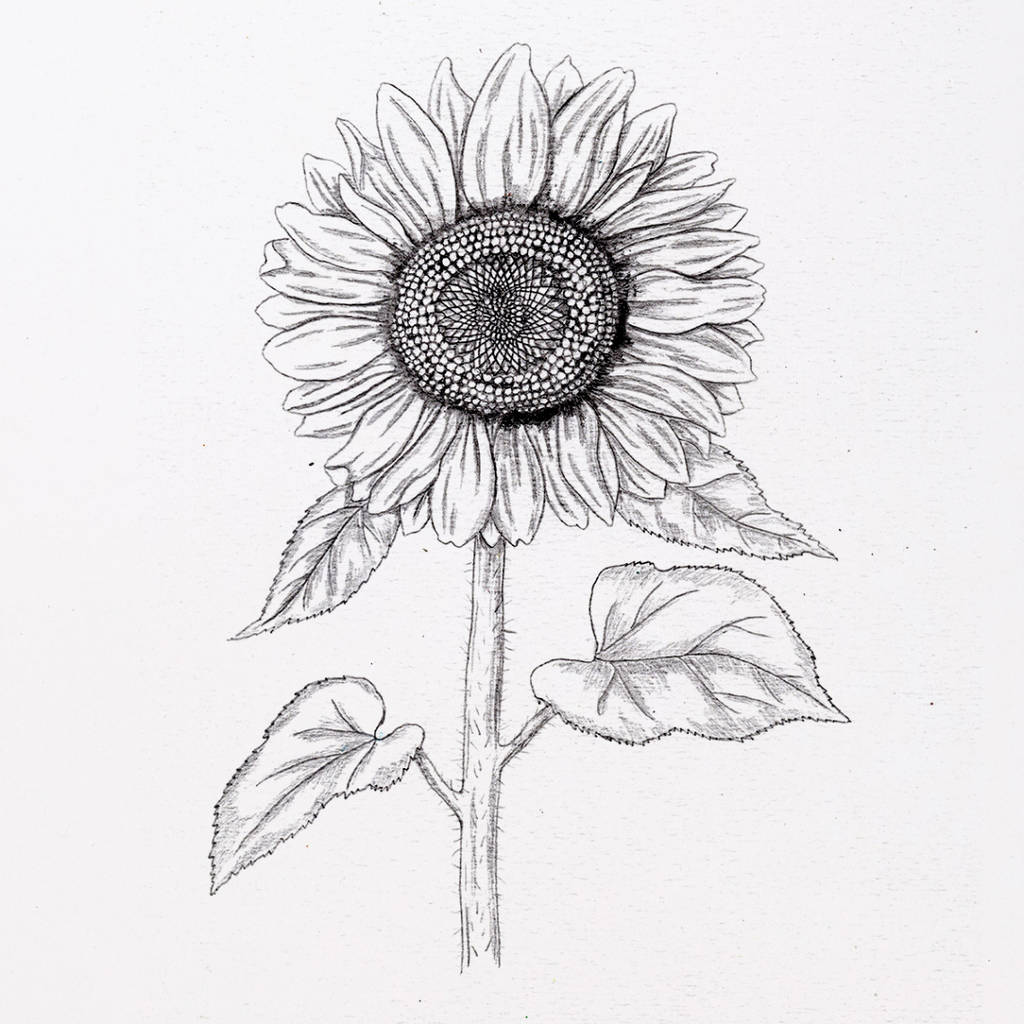 How to Draw a Sunflower (very realistic) 🌻