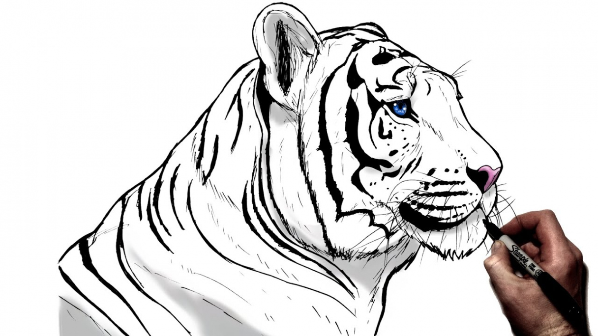 How To Draw A Tiger (Side View)  Step By Step