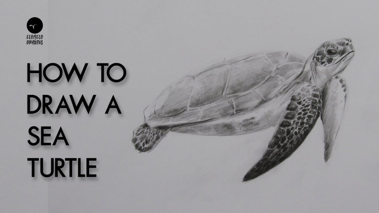 How To Draw A Turtle : Pencil Sketch : Turtle Drawing