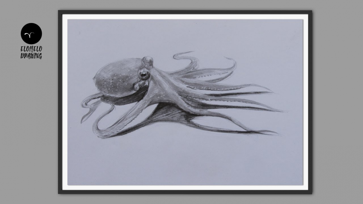 How To Draw An Octopus : Pencil Sketch : Octopus Drawing