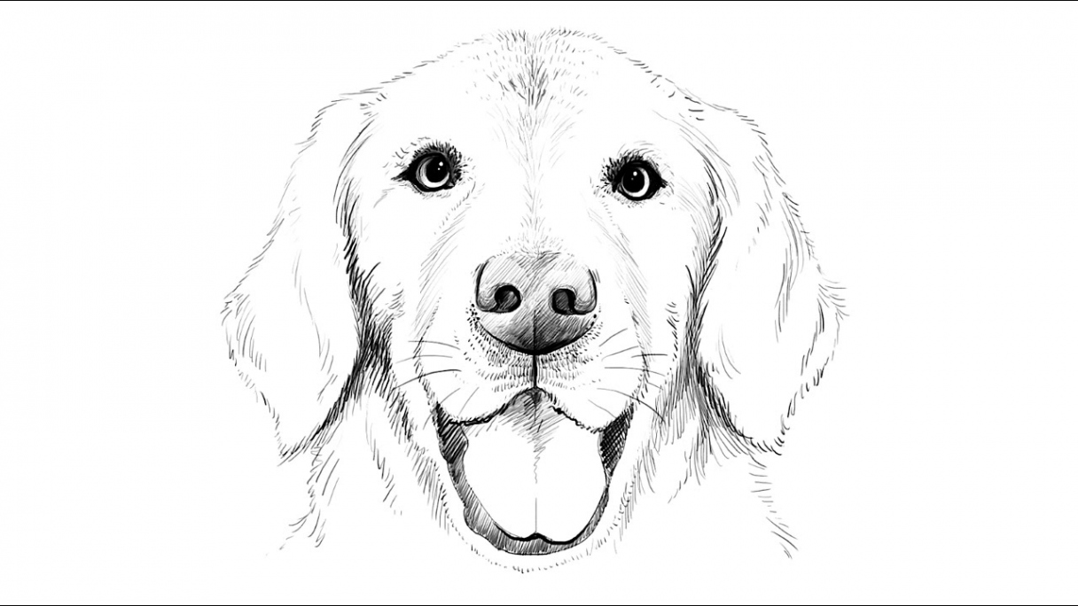 How to draw Labrador Dog