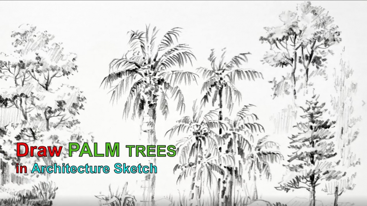 How to draw Palm Tree in Architecture Sketch #DrawPALM #DrawTREE #Gibpal