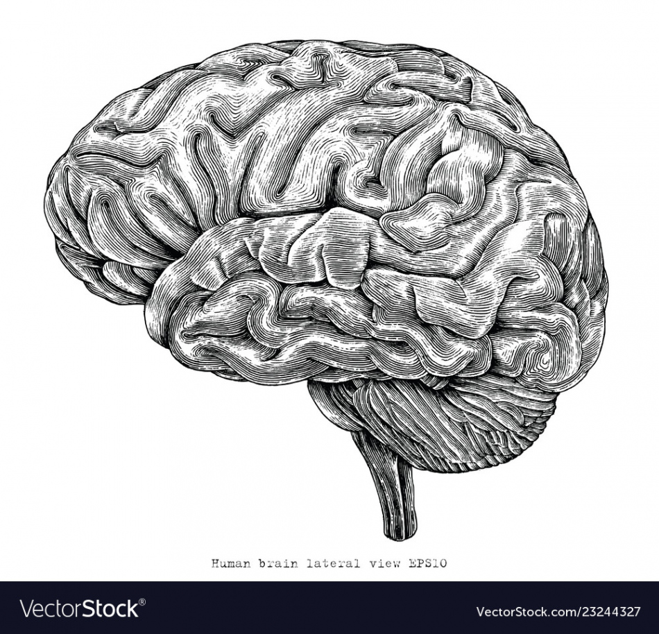 Human brain lateral view hand drawing vintage Vector Image