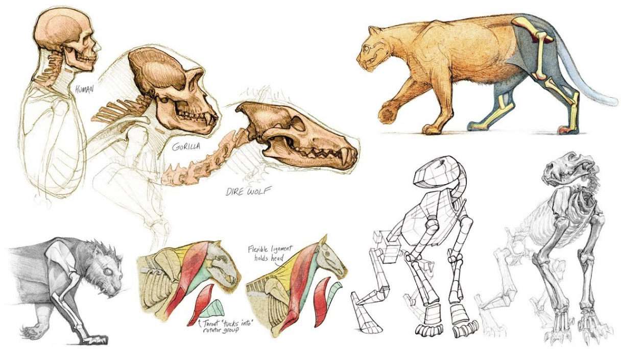 Introduction to Animal Anatomy  The Gnomon Workshop