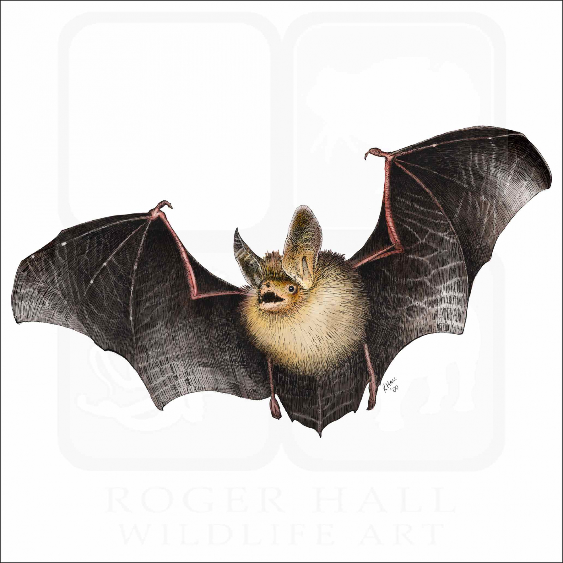 Long-Eared Bat - Signed Fine Art Print