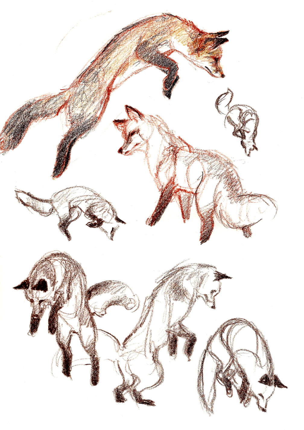 more reference foxes  Animal drawings, Fox art, Animal sketches