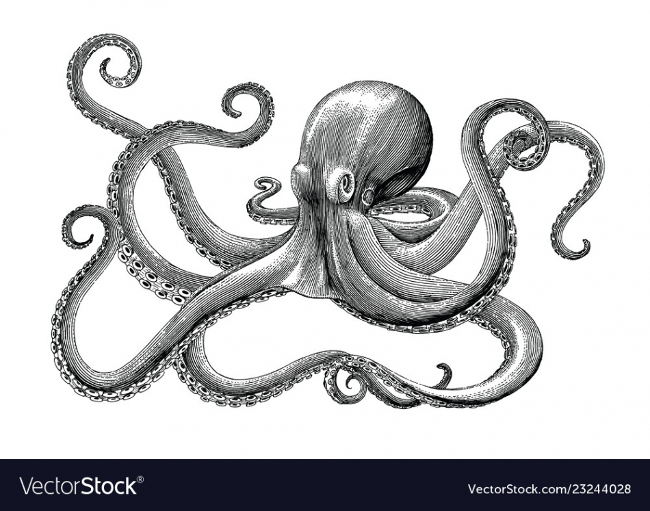 Octopus hand drawing vintage engraving on white Vector Image