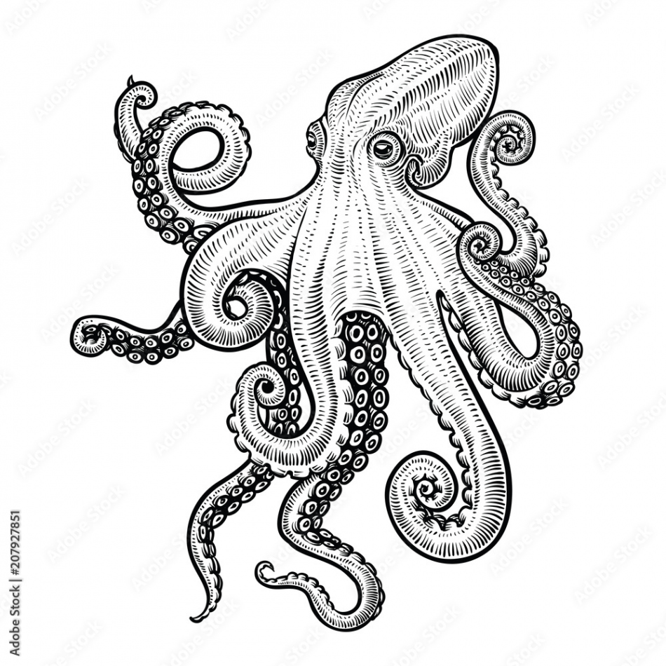 Octopus vector hand drawn illustration