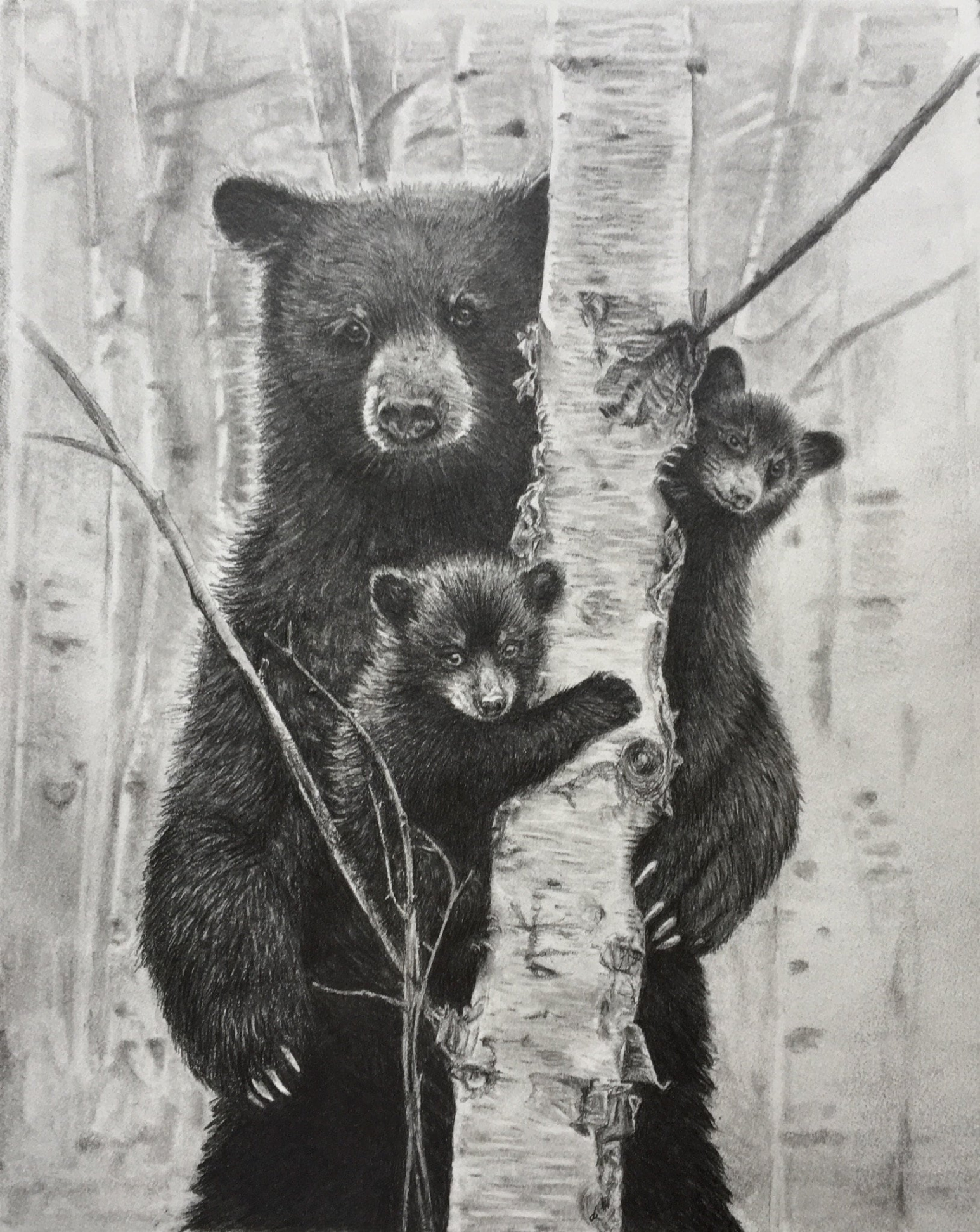 Original Pencil Drawing of Bears, Grizzly Bear, Home Decor, Office