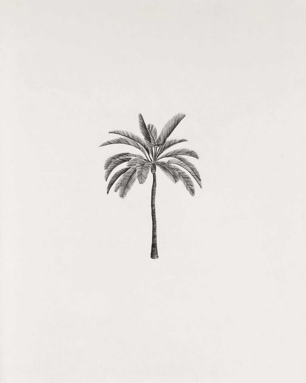 Palm Tree Drawing Minimal Print — SAM SCALES  Illustration