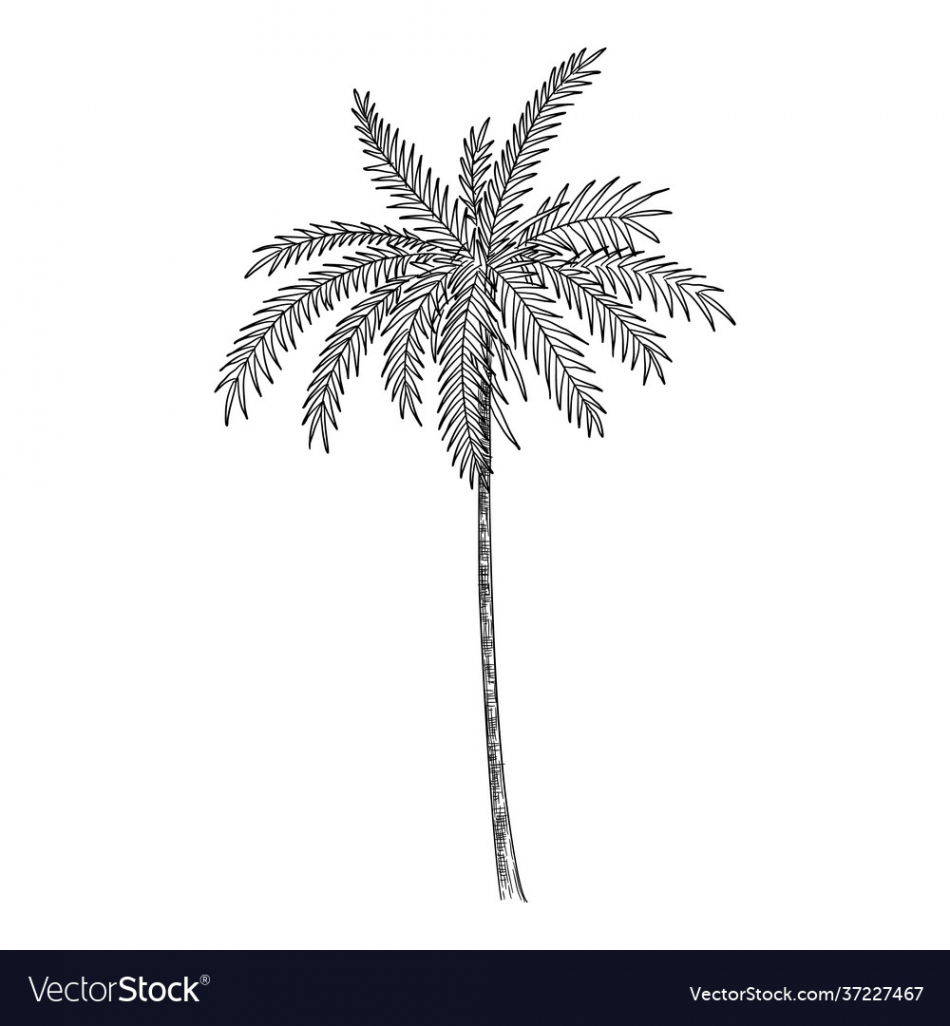 Palm tree icon hand drawn and outline style Vector Image