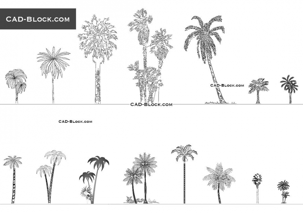 Palm trees CAD Blocks free download in   Palm tree drawing