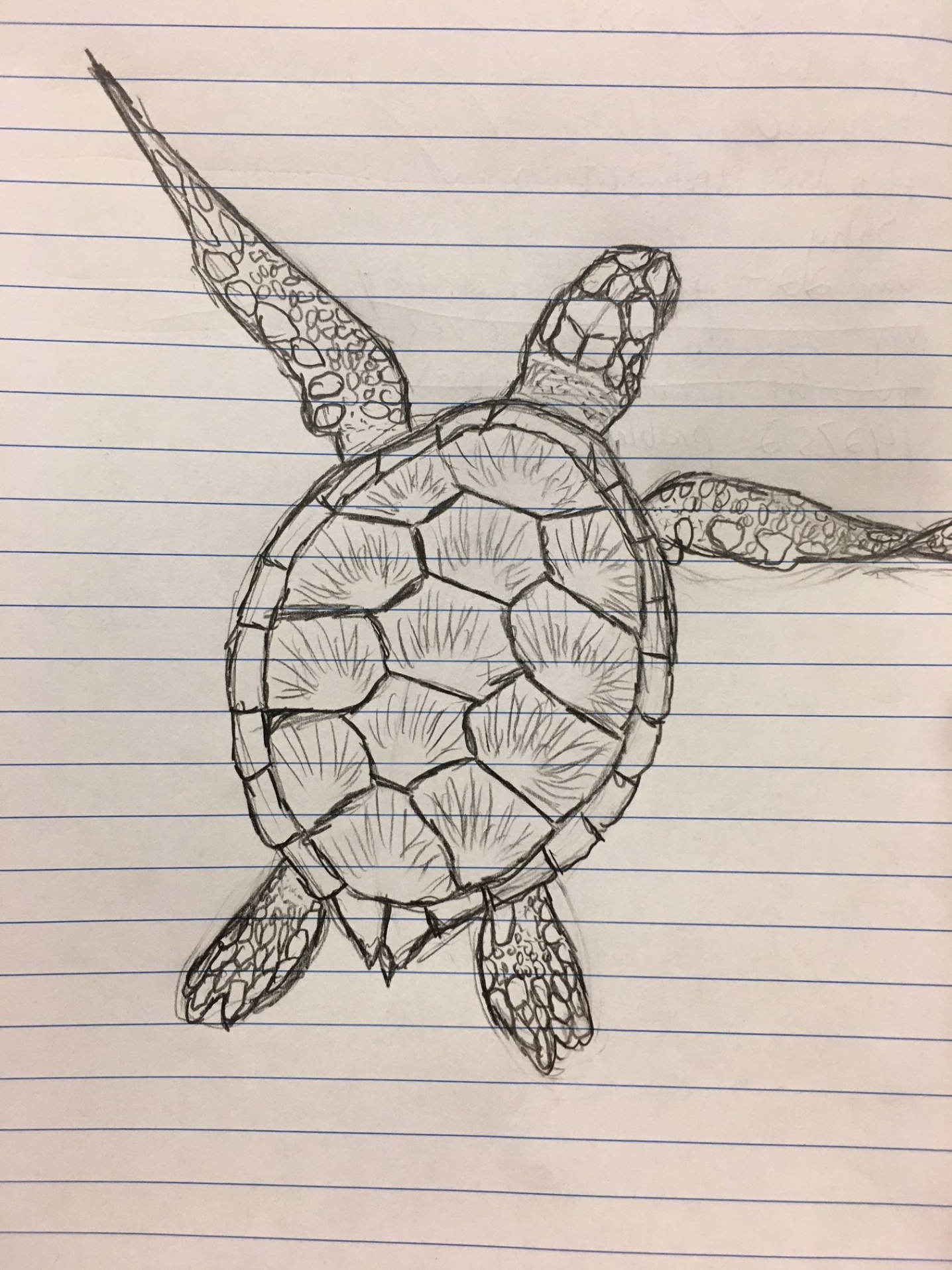 Pin by Avry Akers on art  Turtle drawing, Turtle sketch, Turtle art