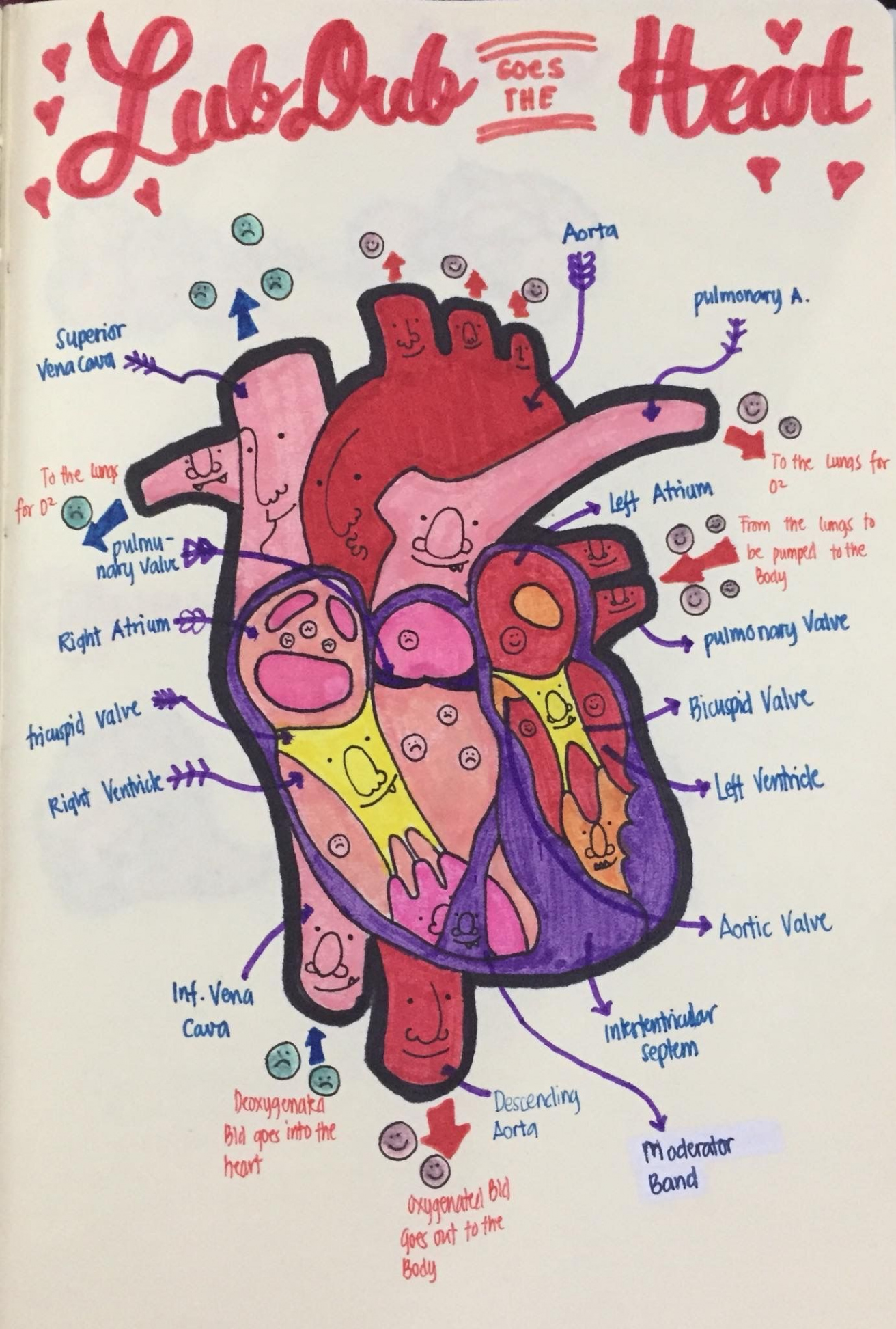 Pin by Kate Cook on Notes  Nurse drawing, Medical school