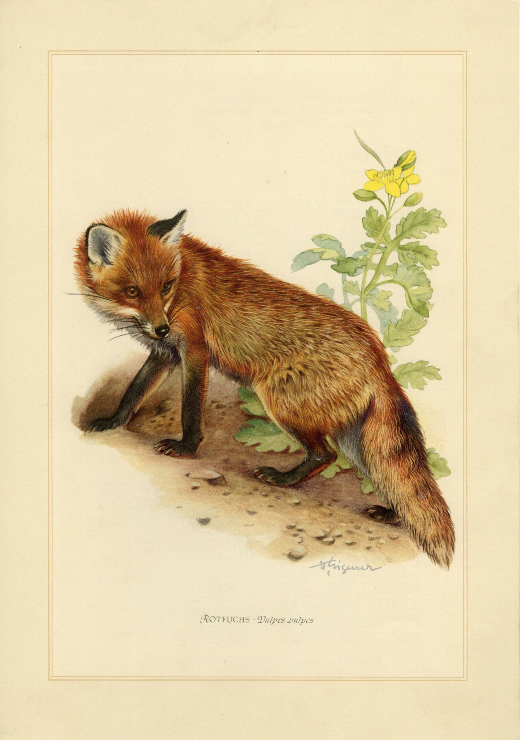 RED FOX Vintage Lithograph From  - Etsy  Red fox, Animal