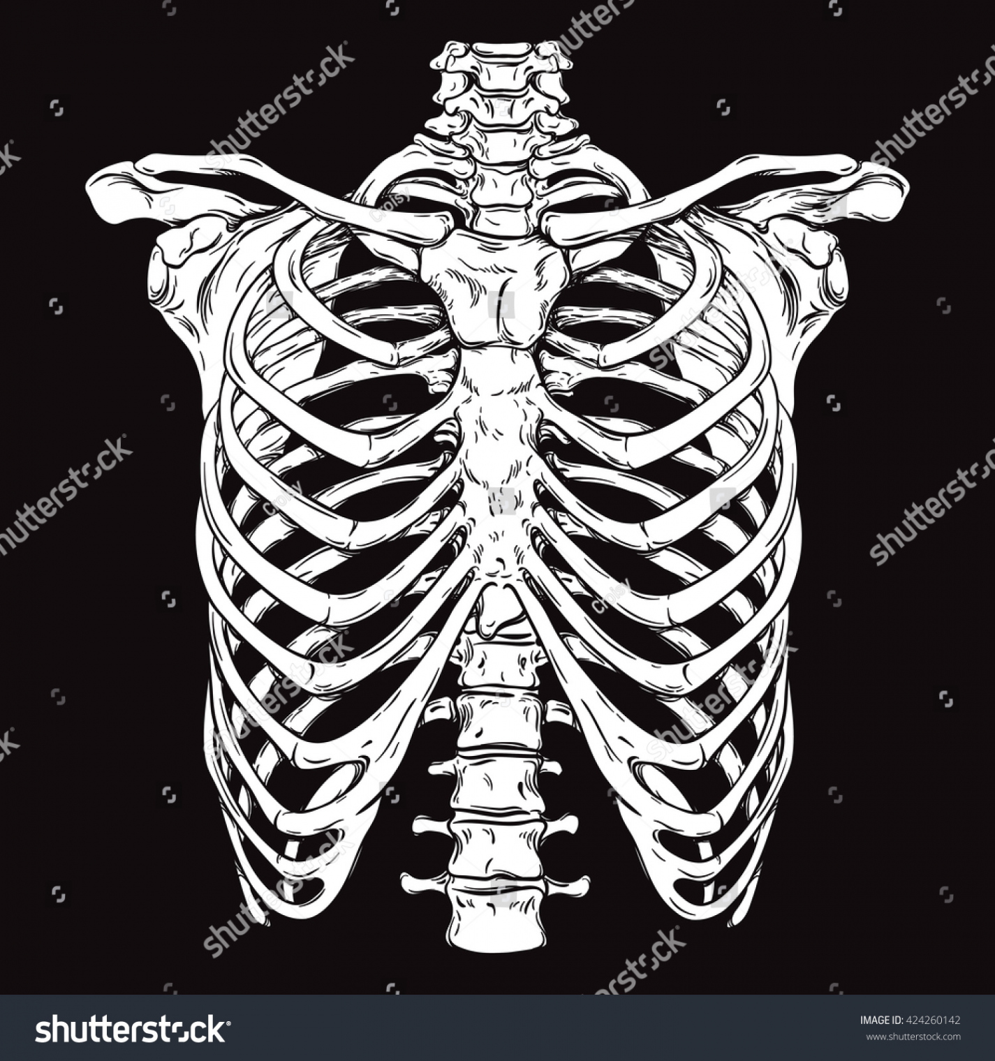 , Rib Cage Drawing Images, Stock Photos, D objects, & Vectors