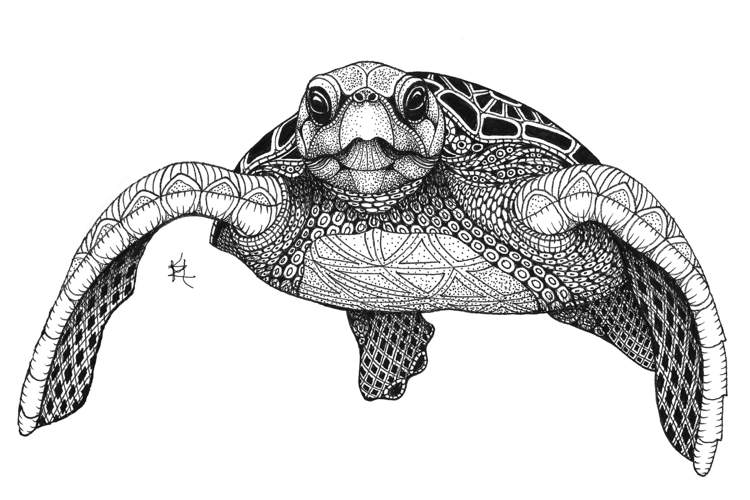 Sea Turtle (front)