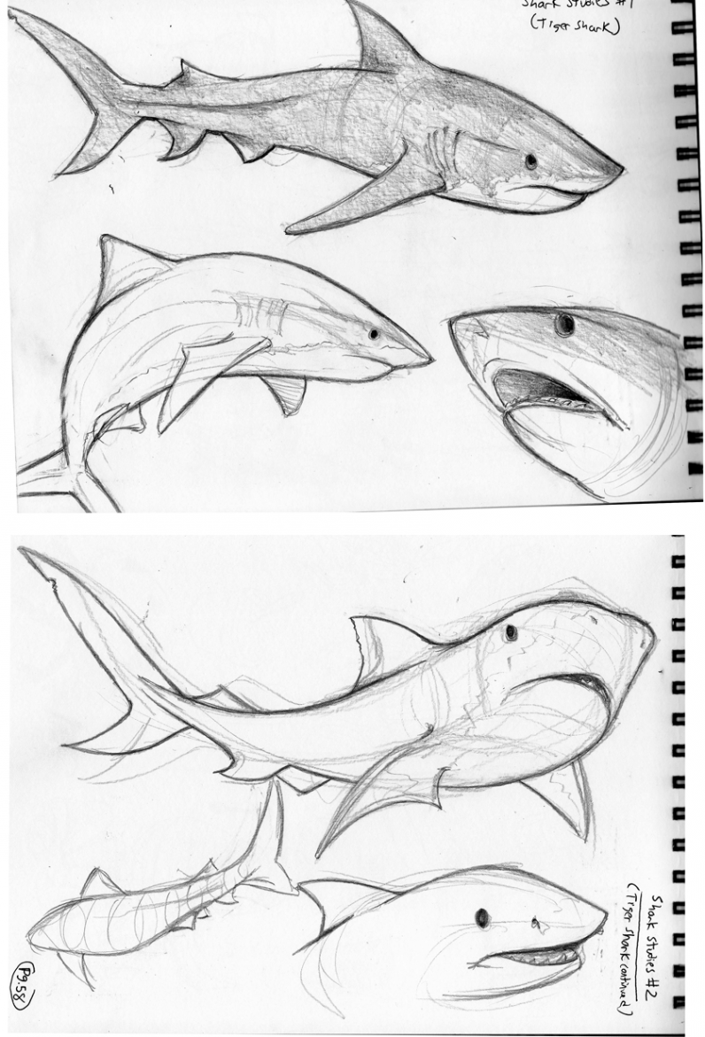 Shark Studies by Ric-M on deviantART  Animal drawings sketches