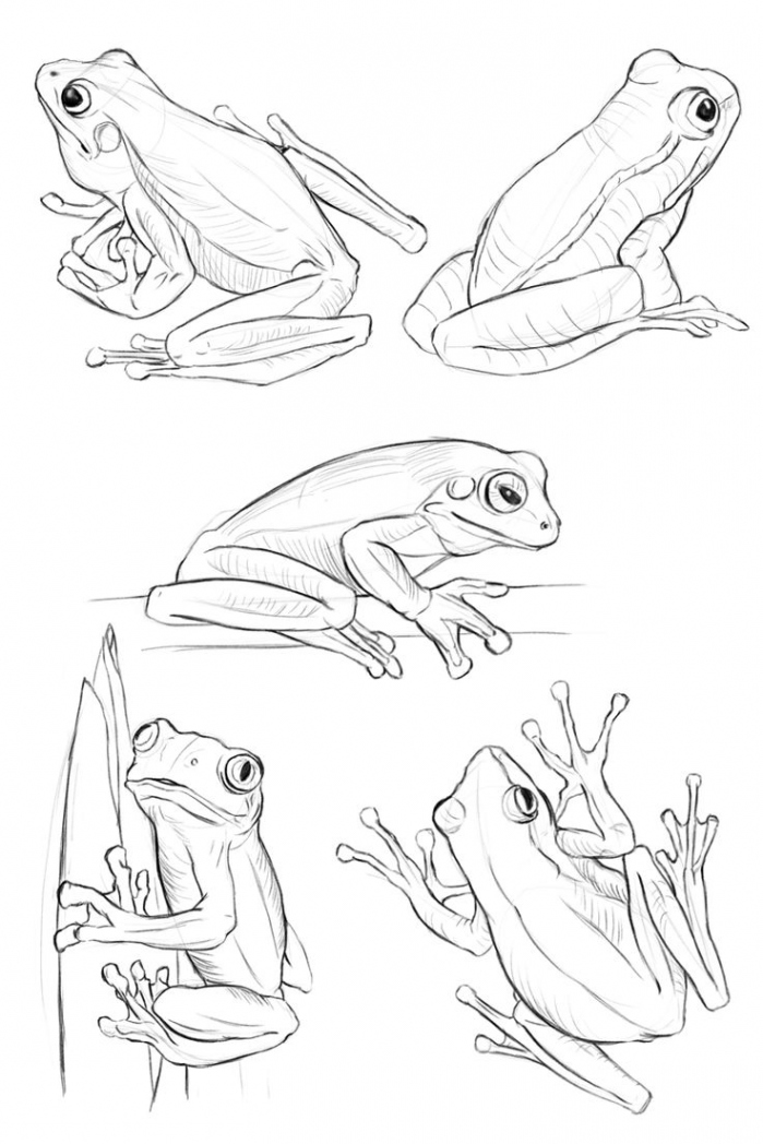 Simple, Easy Frog Drawings & Sketches  Frog drawing, Sketches