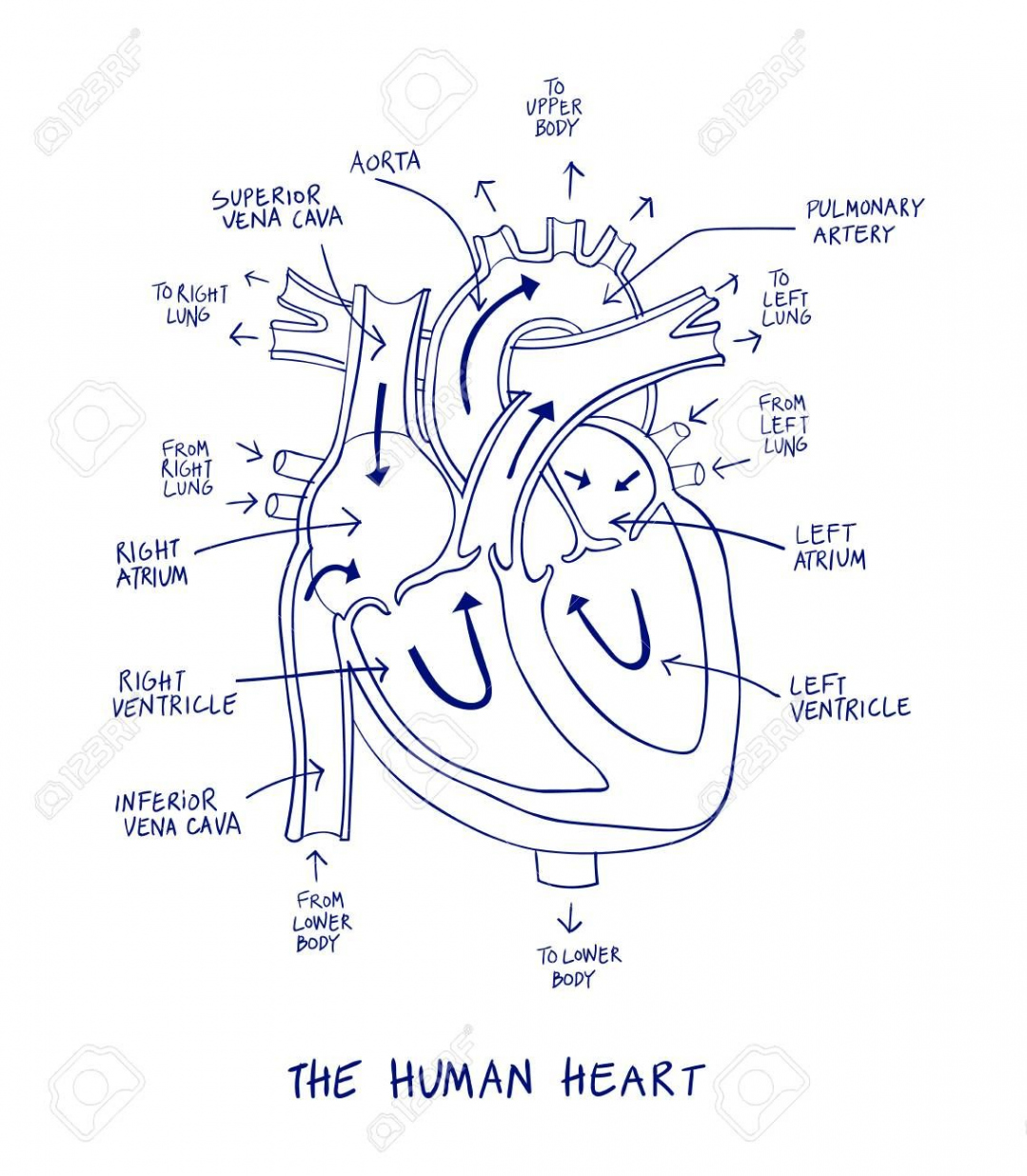 Simple heart diagram  Simple heart diagram labeled  Human heart