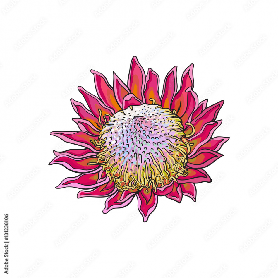 Single purple colored king protea, sketch style vector