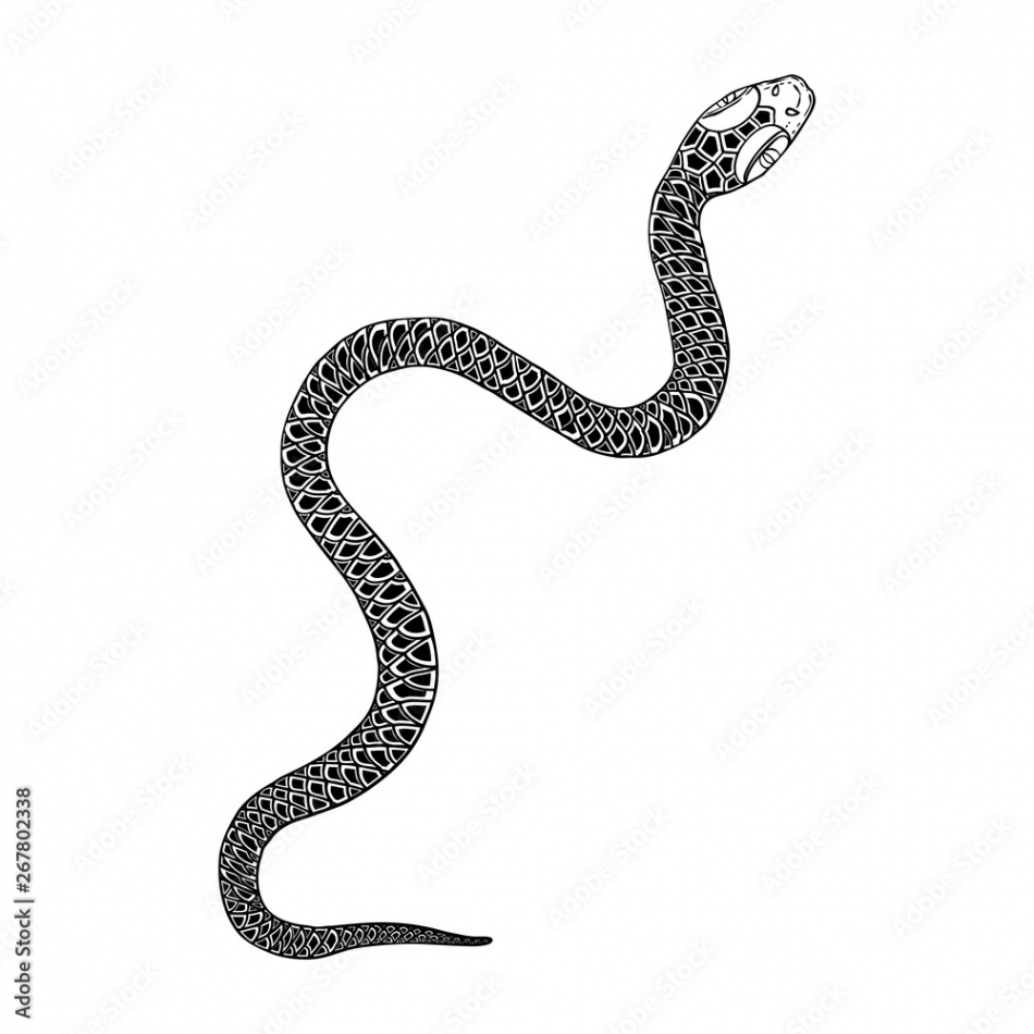 Snake drawing illustration