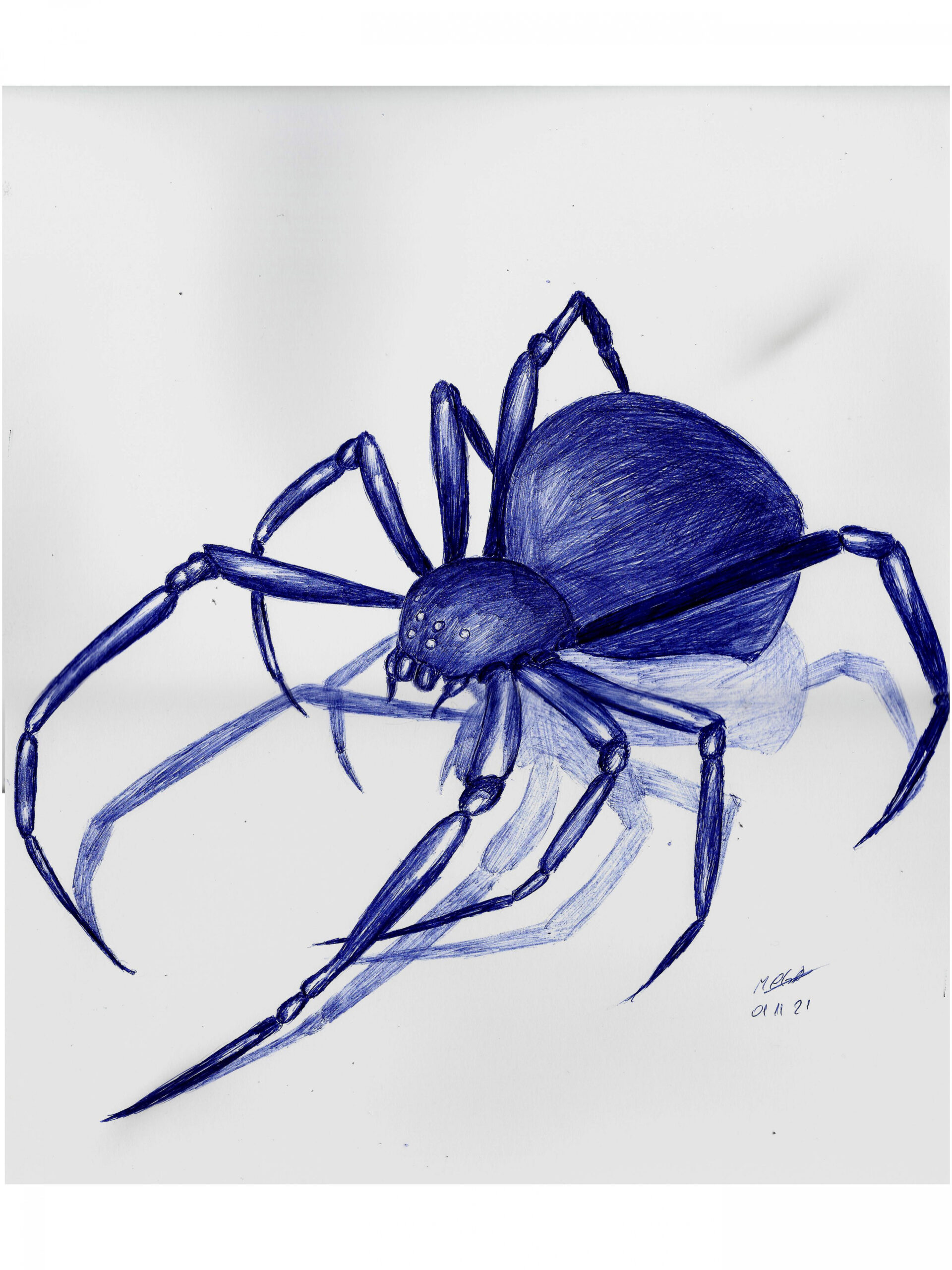 Spider