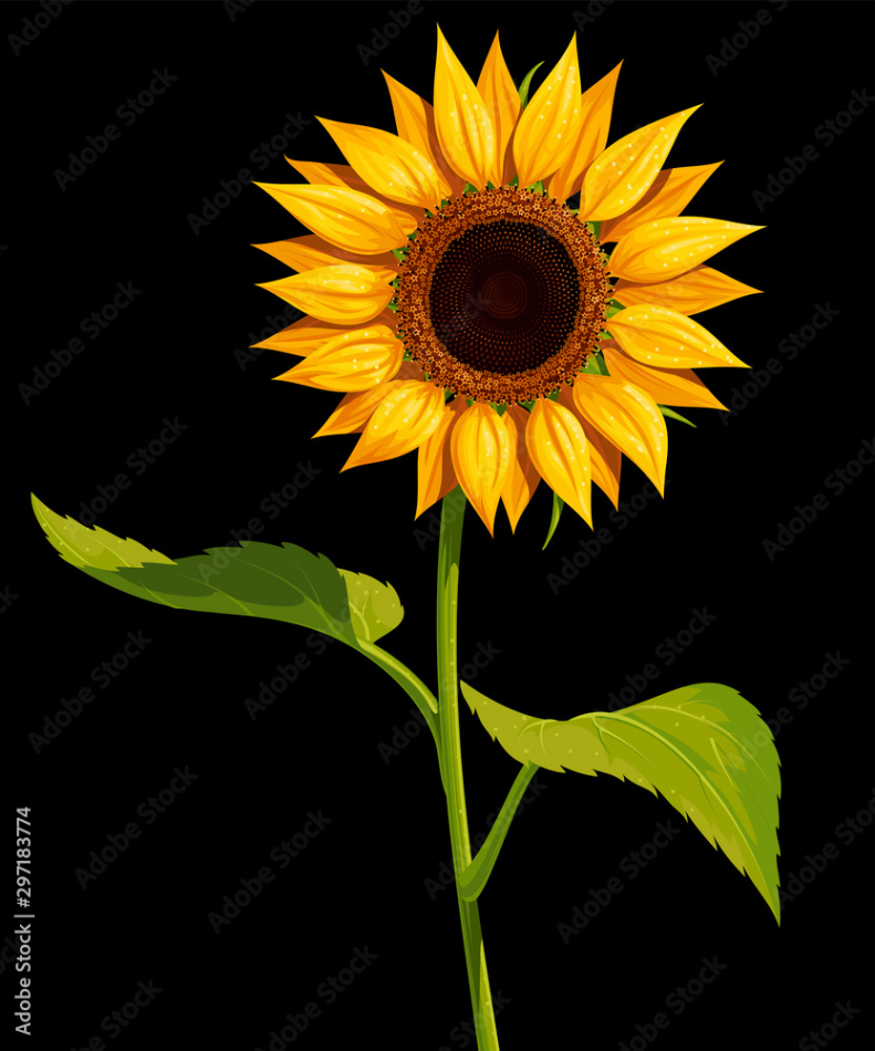 Sunflower flower with stem and leaves, vector isolated drawing on