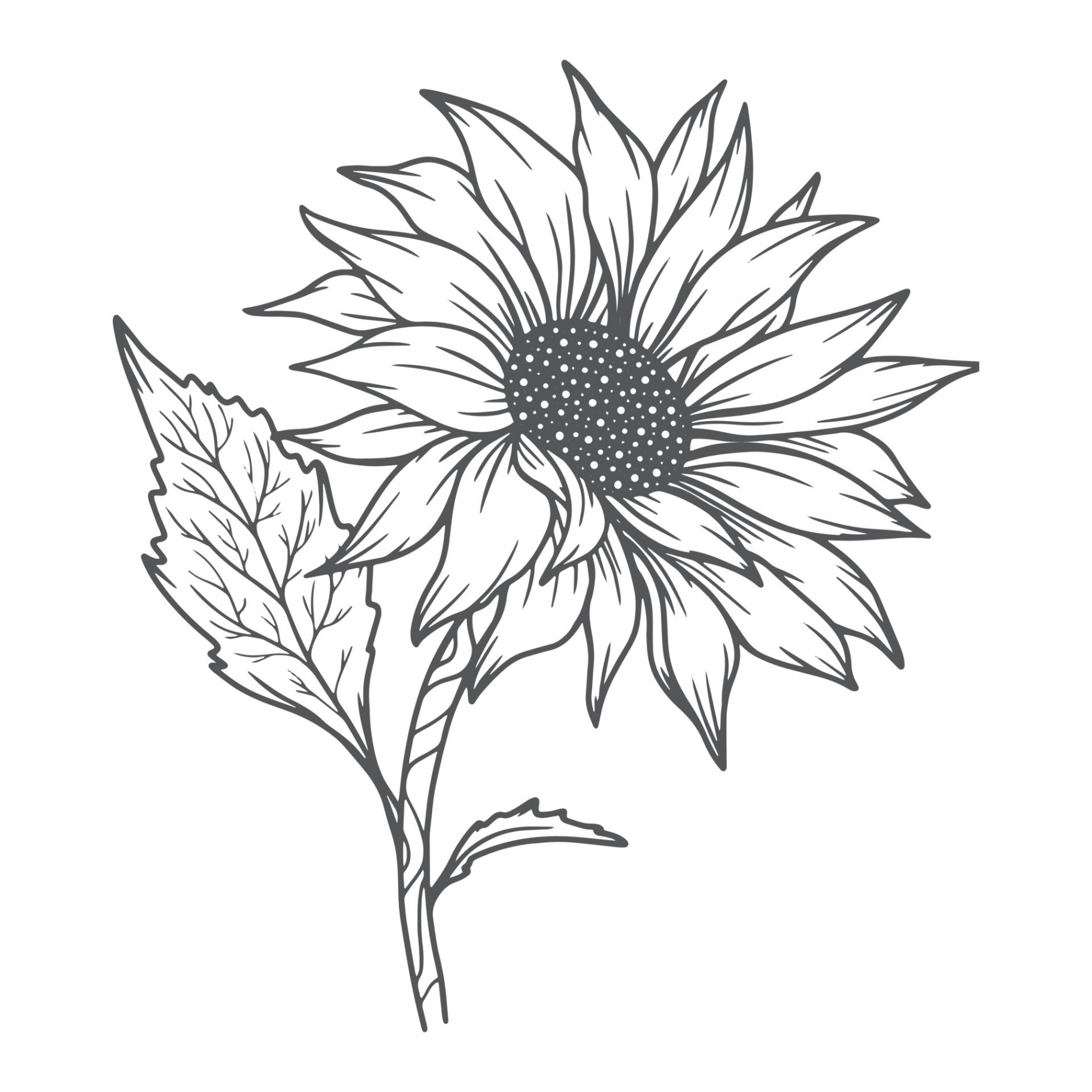 sunflower line art, sunflower line drawing, floral line drawing